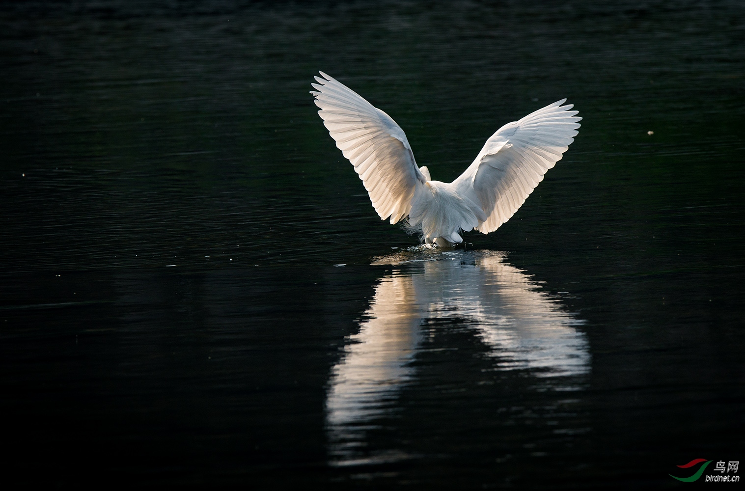 谁予双翼舞翩跹