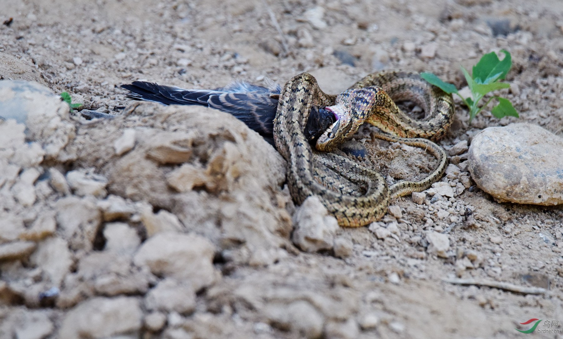 燕子崖的故事-有的小燕子被蛇吃掉了