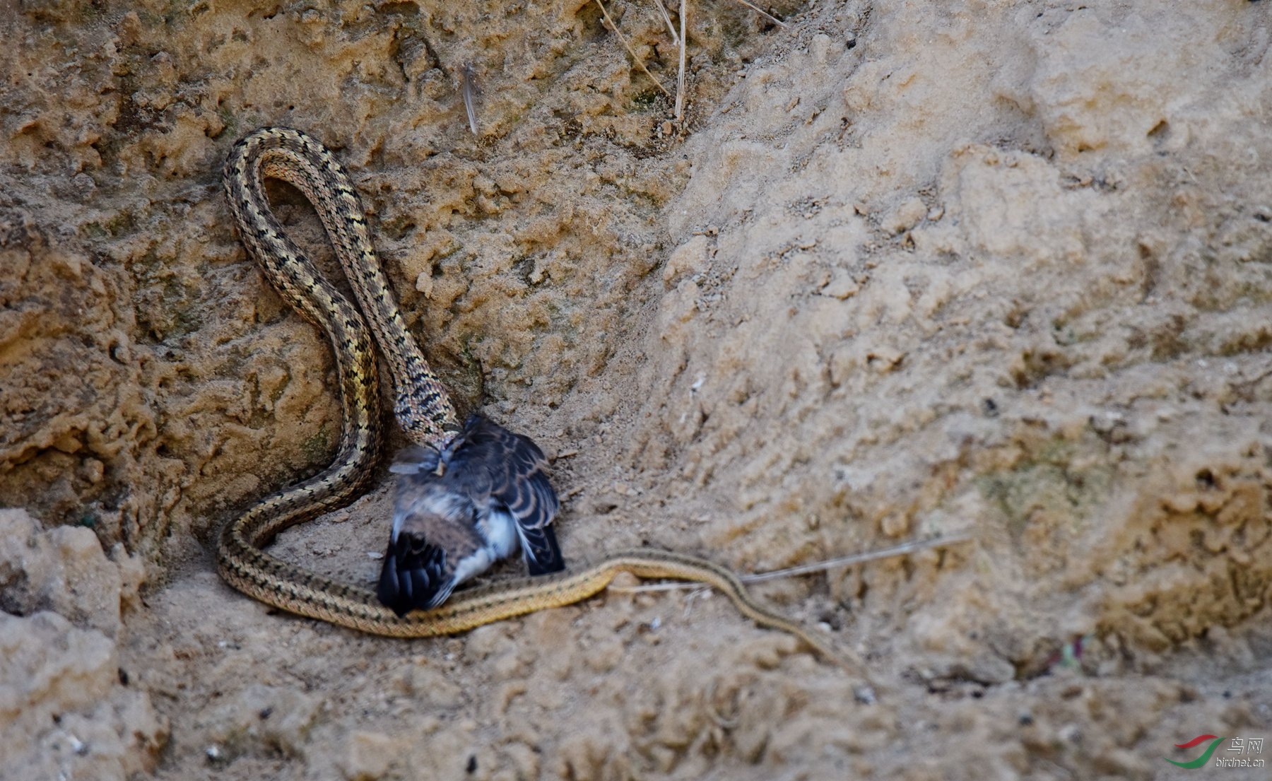 燕子崖的故事-有的小燕子被蛇吃掉了