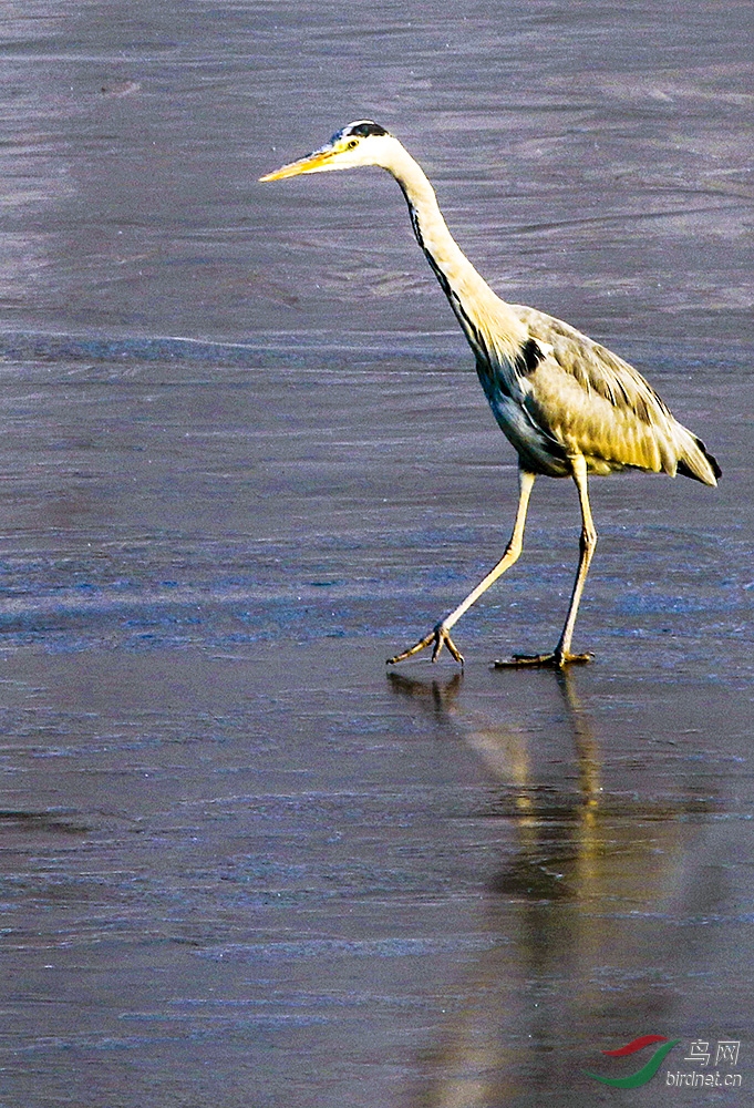 冰上踱步的苍鹭