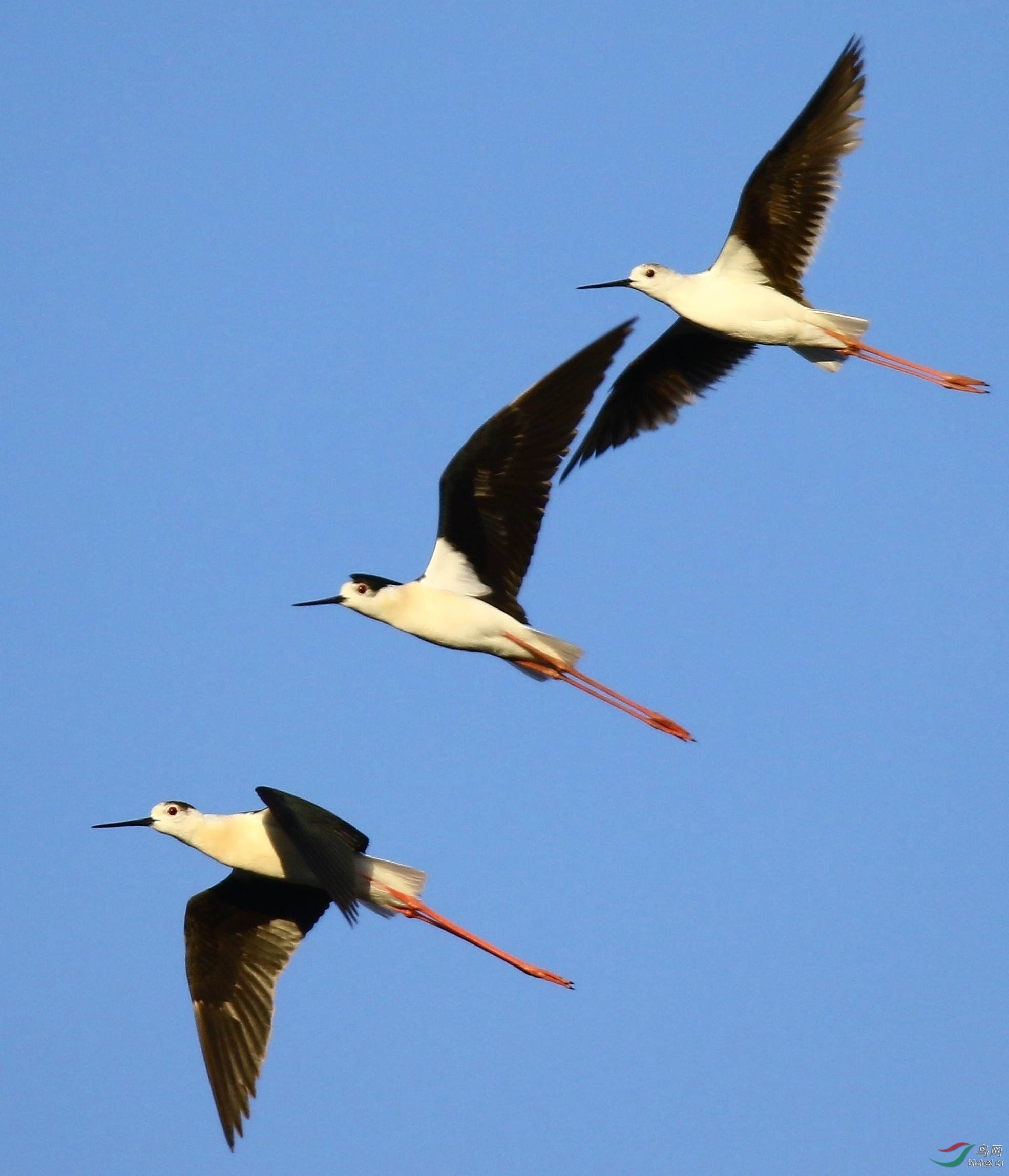 飞翔在呼和浩特东河的天空下的黑翅长脚鹬 - 水鸟版 鸟网