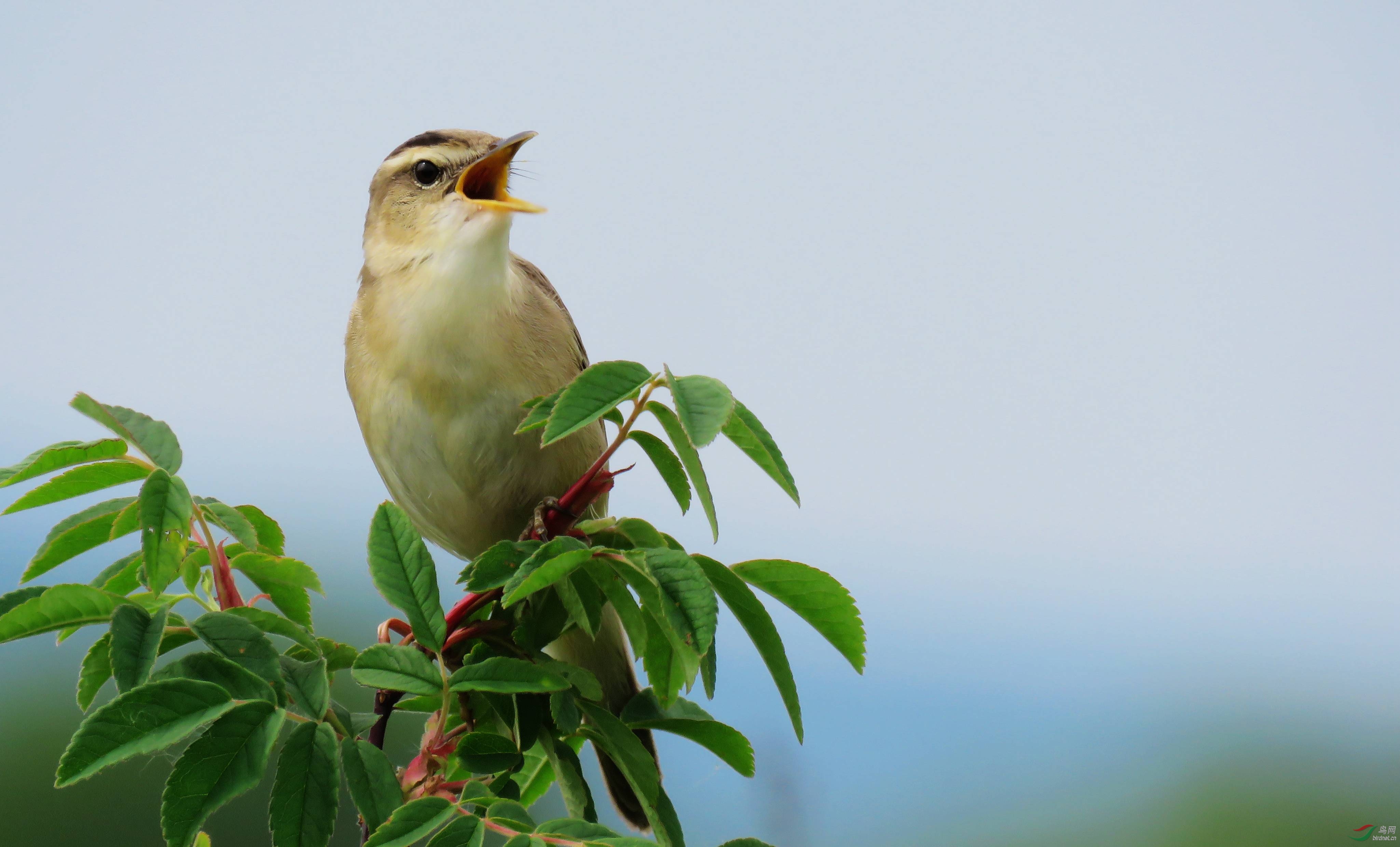 引吭高歌黑眉苇莺