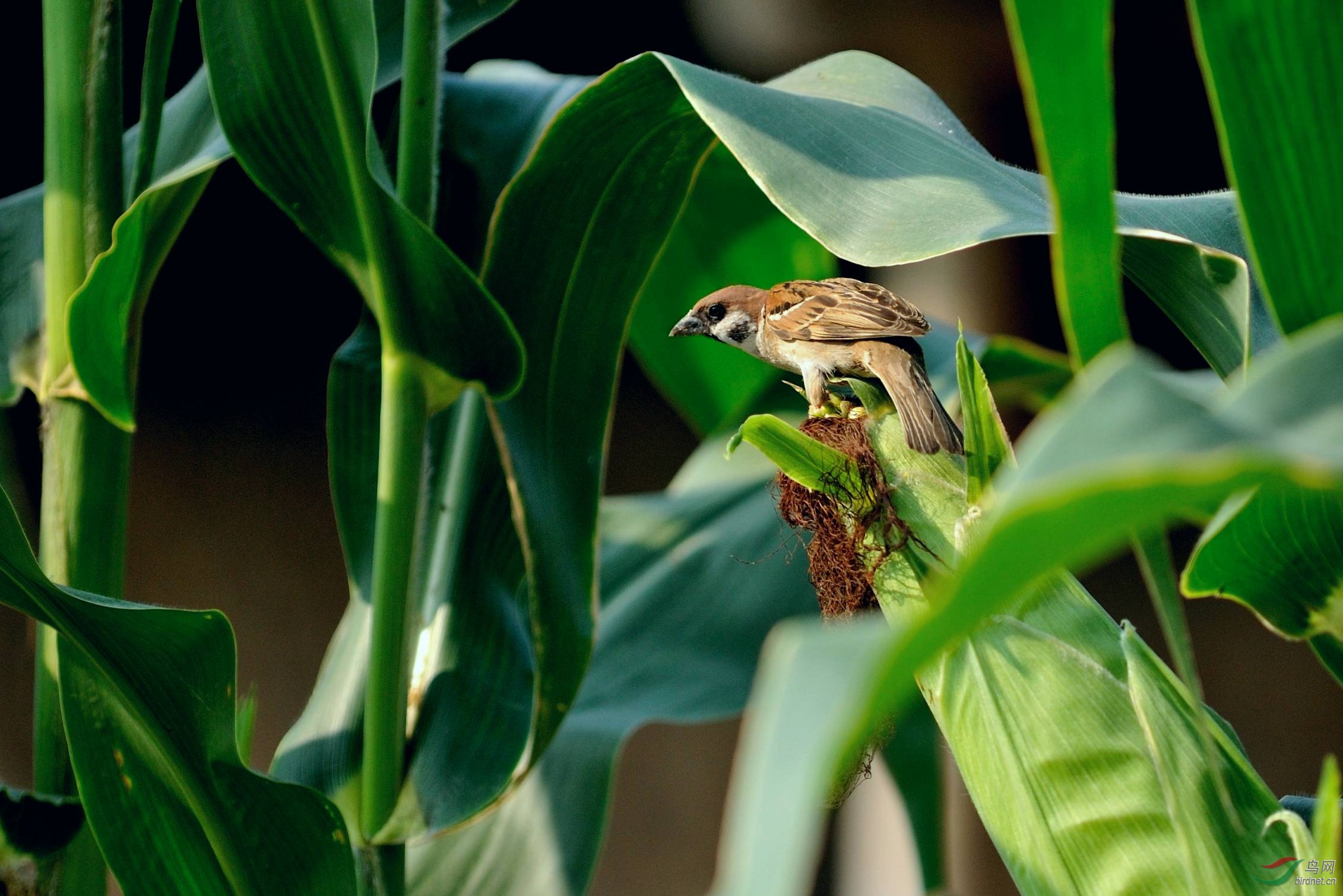 菜鸟一组麻雀吃包谷