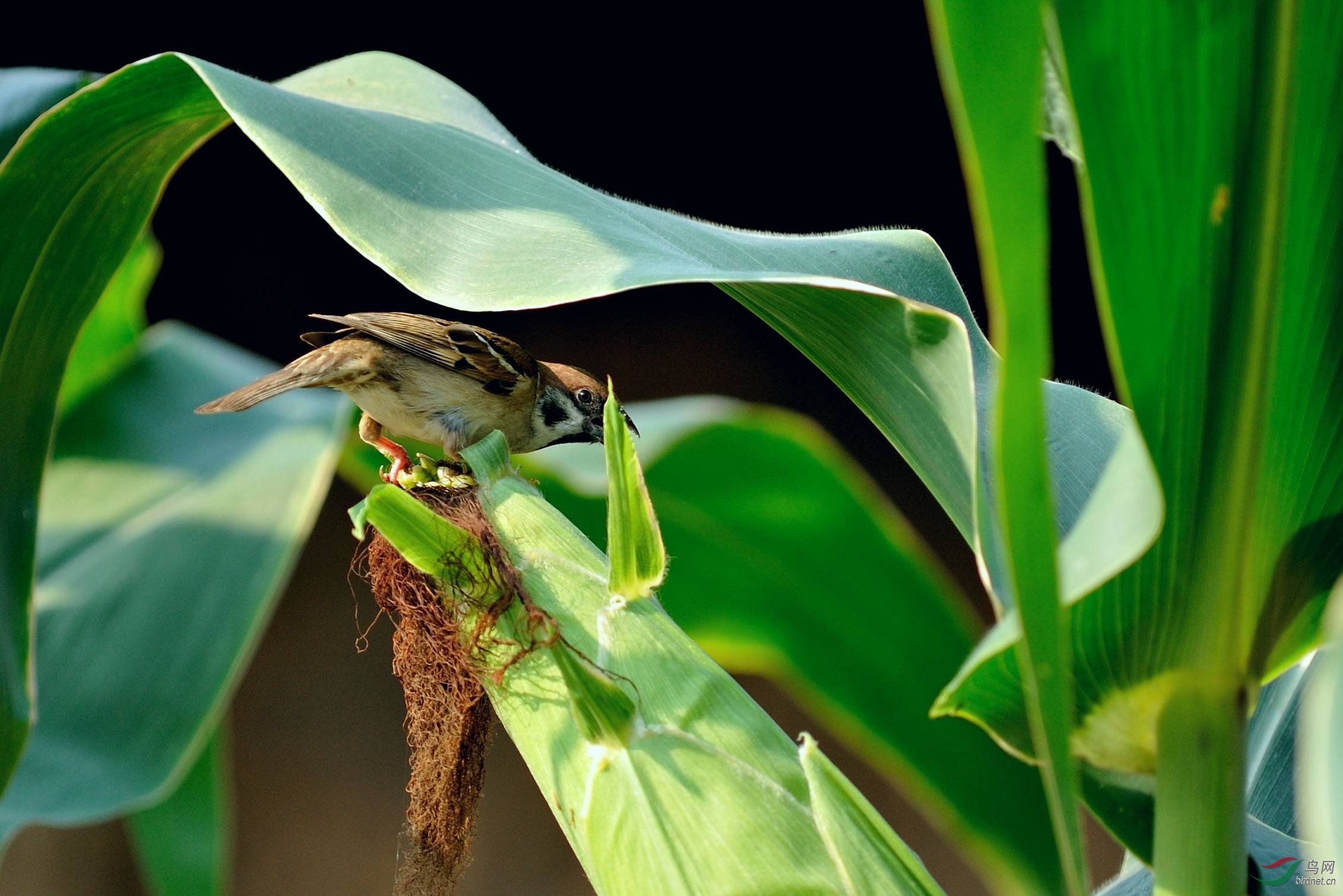 菜鸟一组麻雀吃包谷