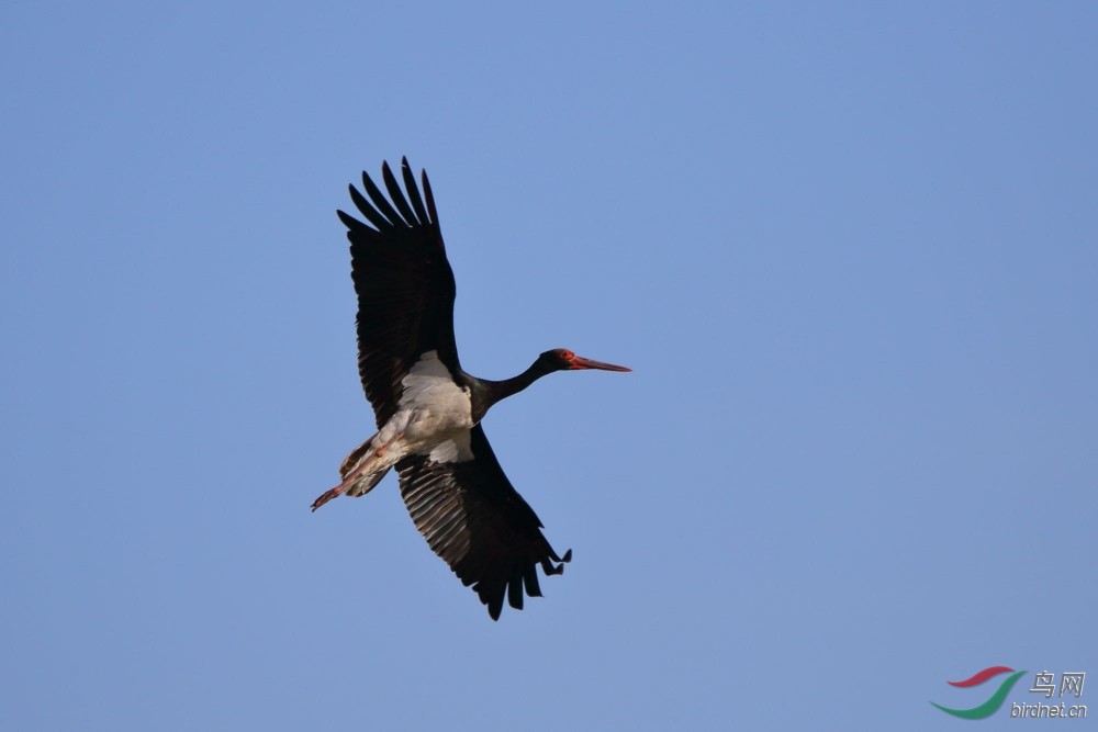 黑龙江常见鸟类图片图片
