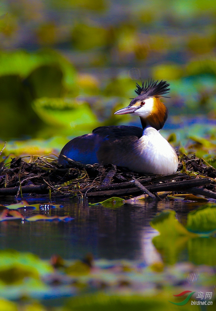 抱窝的凤头䴙䴘