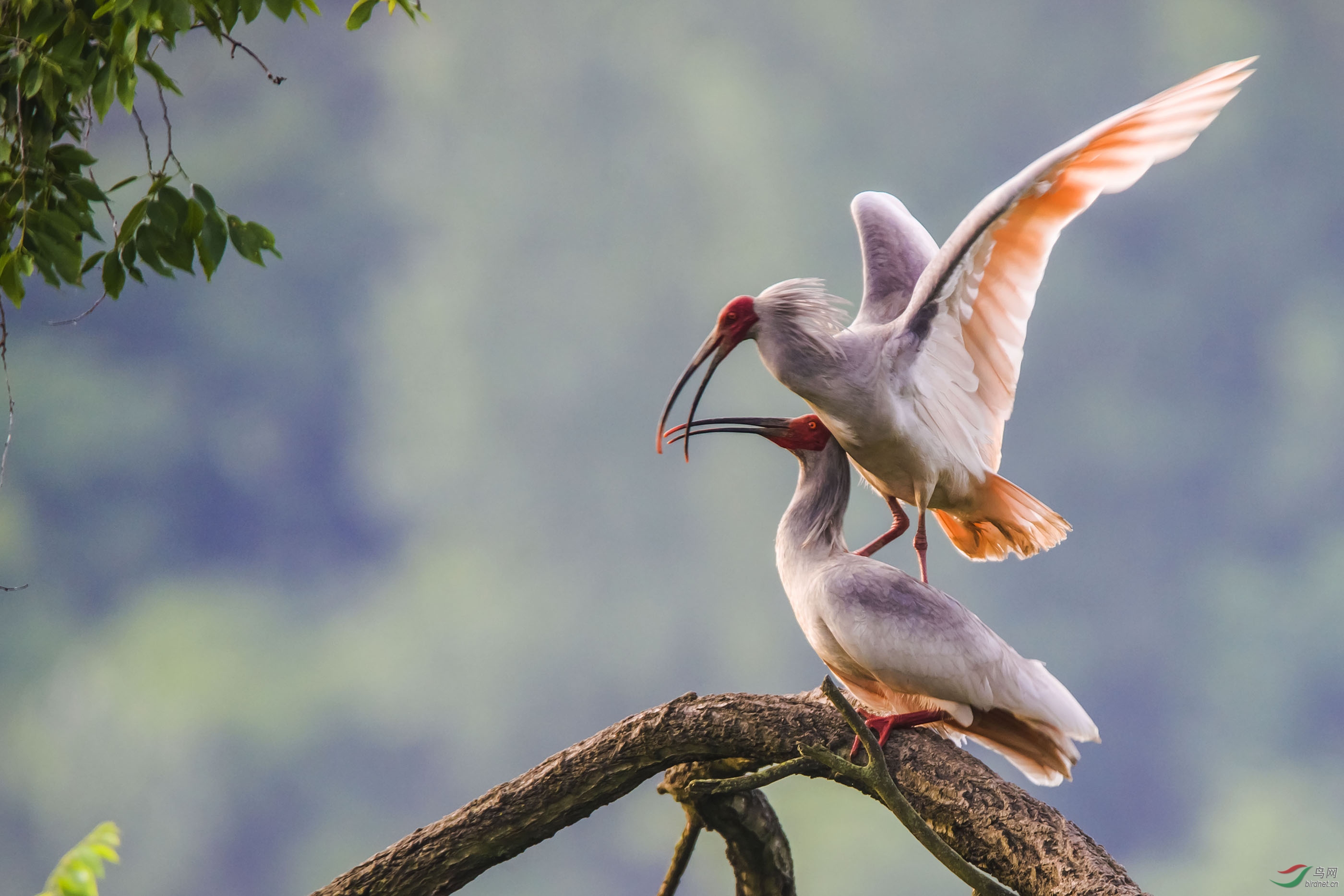 初次进洋县拍朱鹮敬请观赏