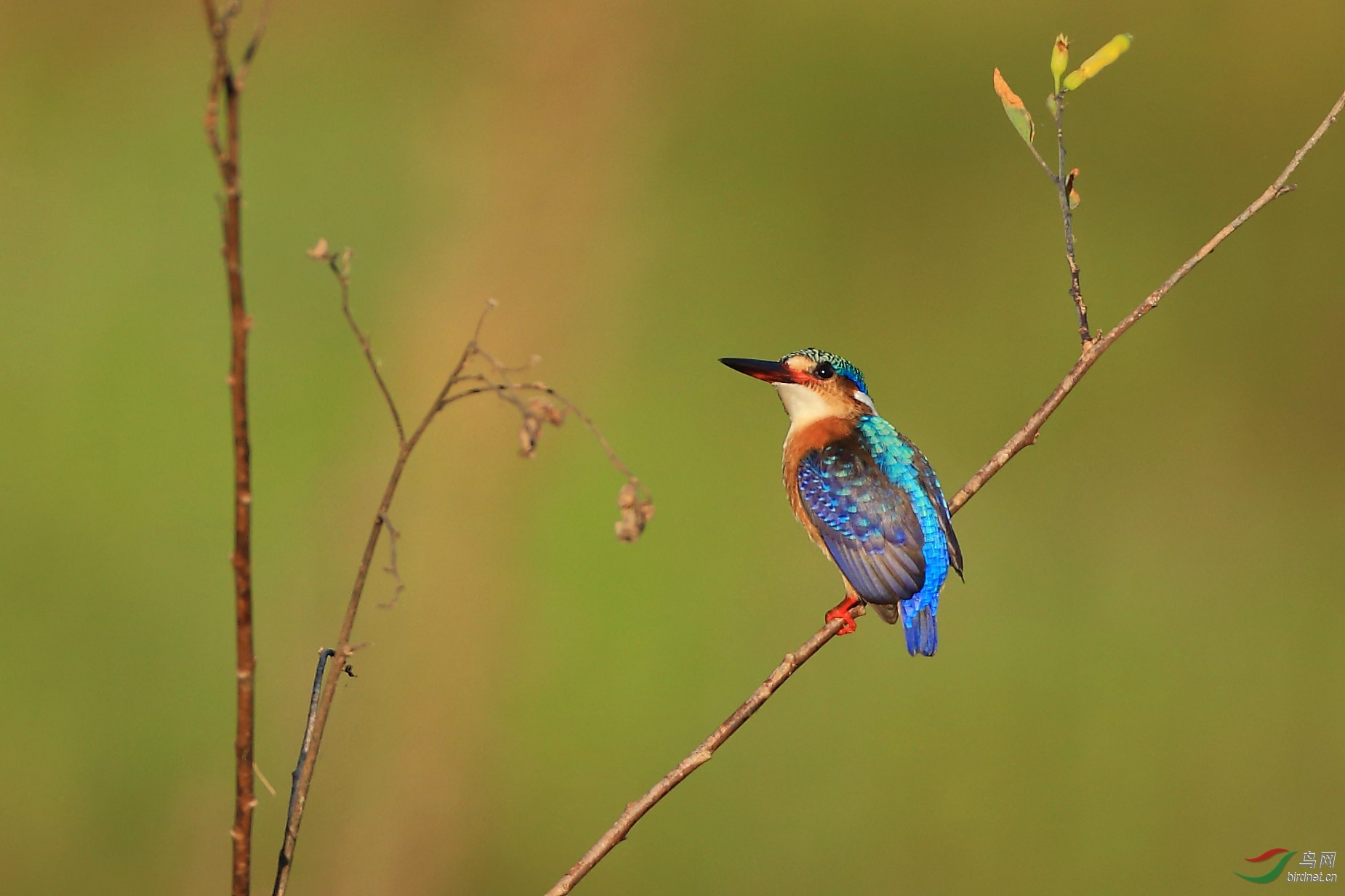 美丽的冠翠鸟拍你不容易