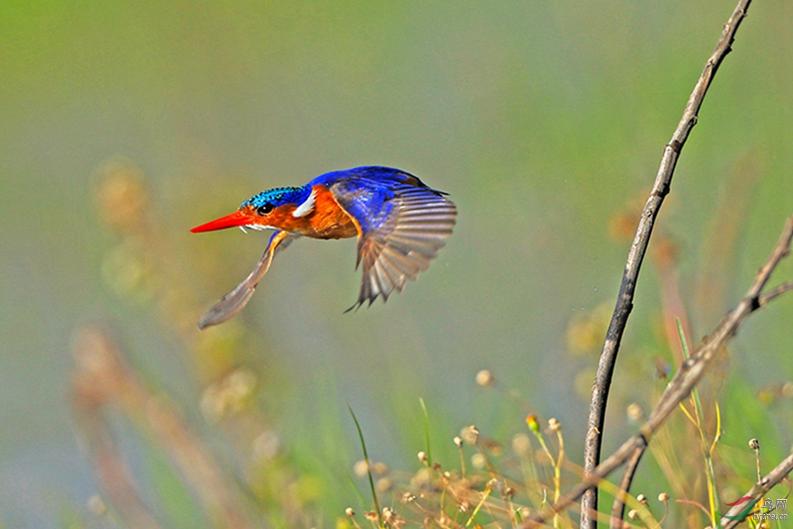 美丽的冠翠鸟拍你不容易