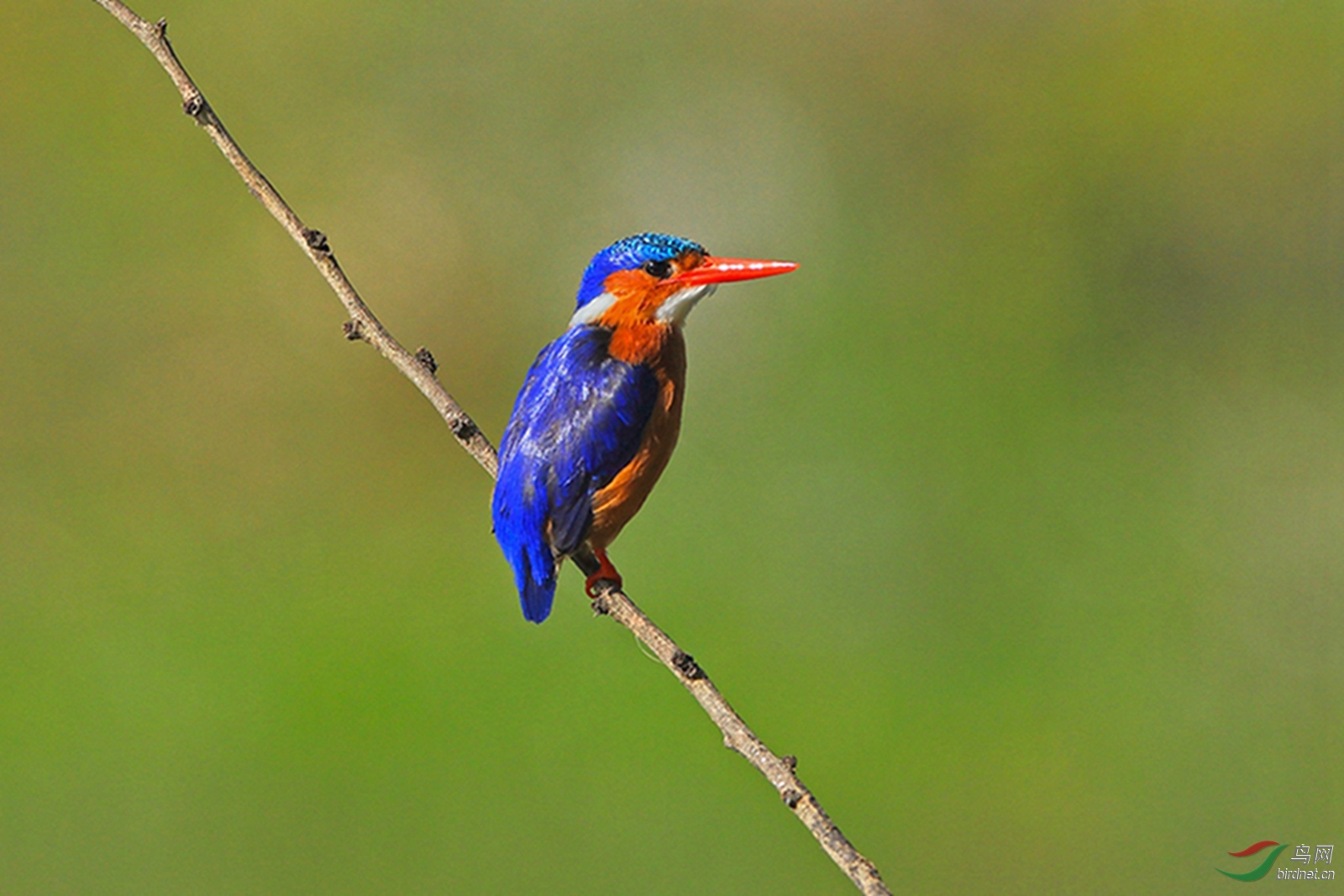 美丽的冠翠鸟拍你不容易