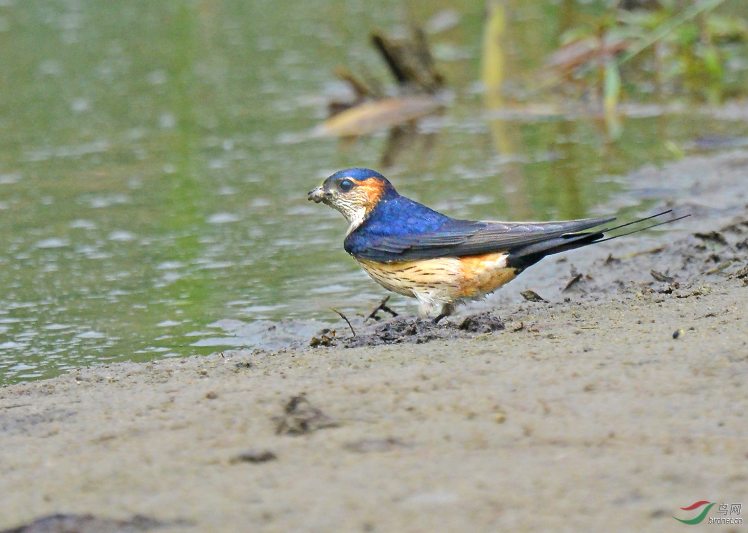 衔泥筑巢金腰燕