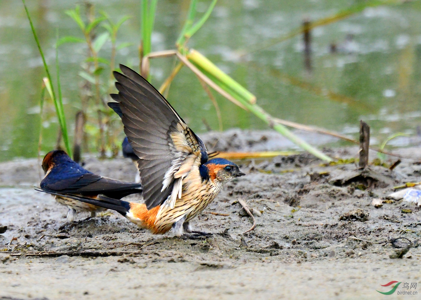 衔泥筑巢金腰燕