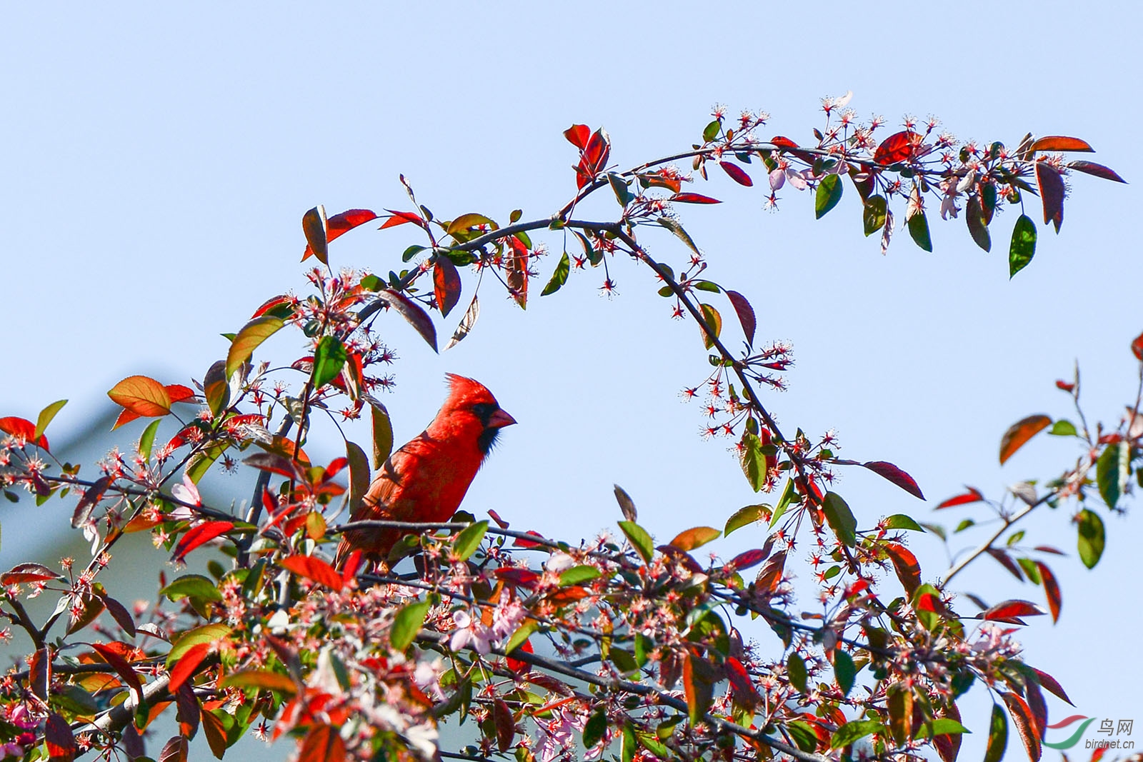 春天的美洲红雀