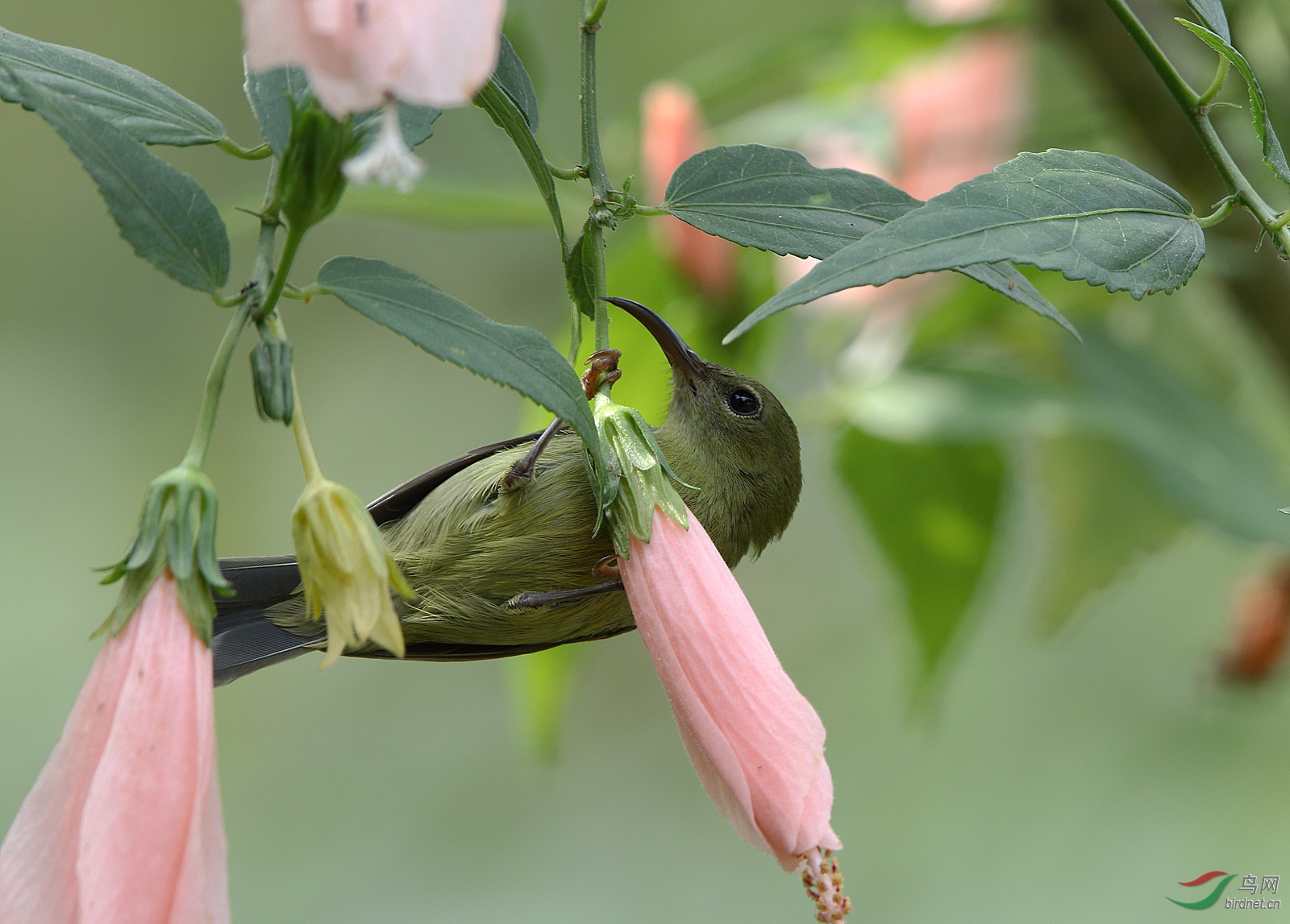锦上添花祝贺广西版更上一层楼