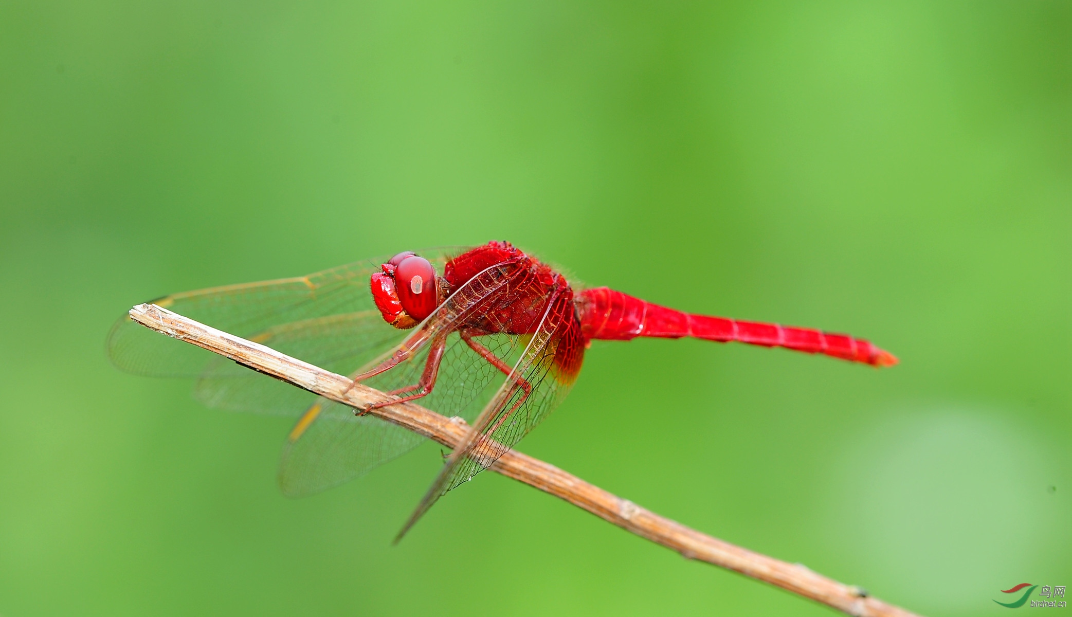 红蜻蜓