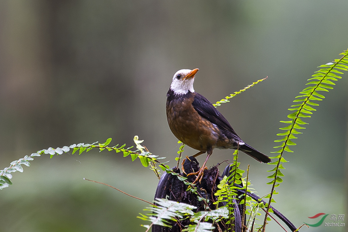 白头鸫 - 福建版 fujian 鸟网