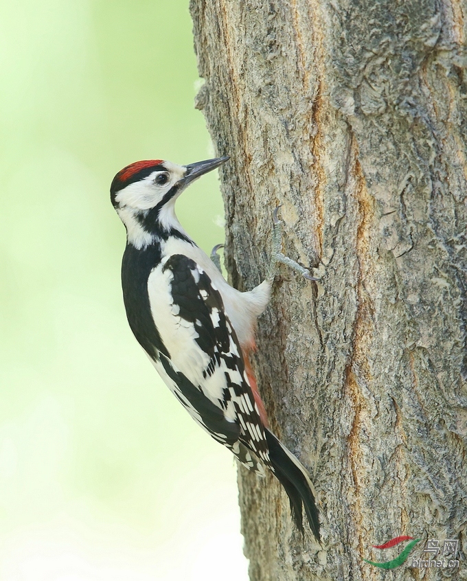 白背啄木鸟