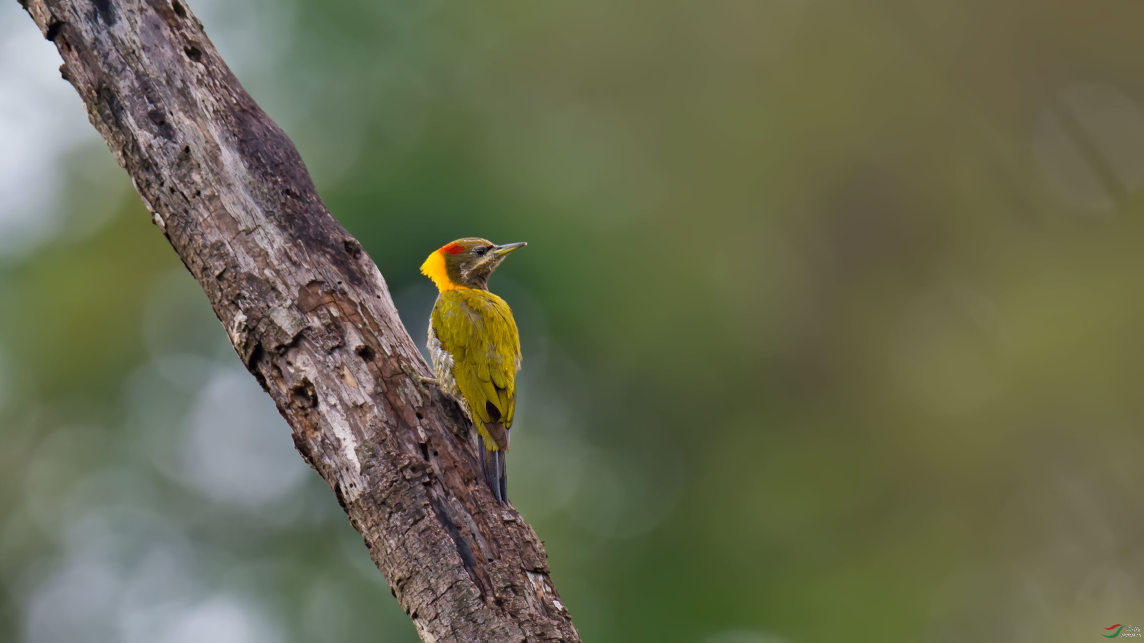 大黄冠啄木鸟