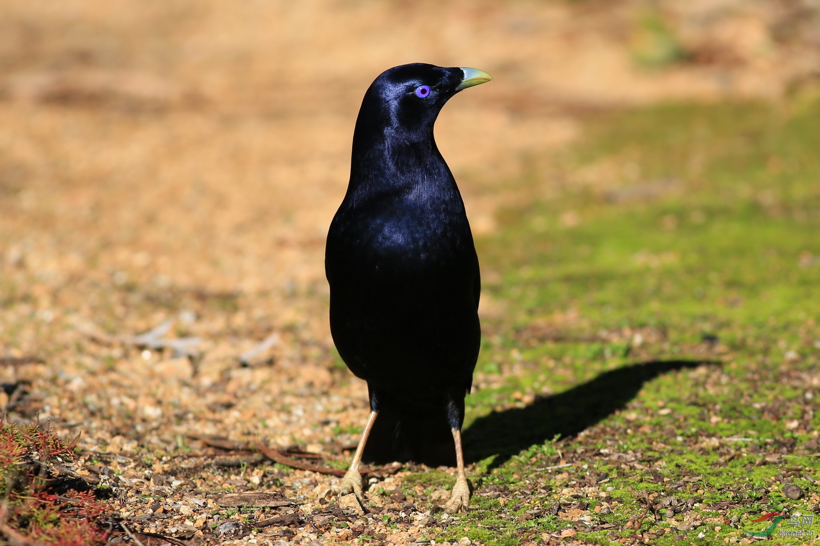 澳洲拍鸟-爱捡小玩意的缎蓝园丁鸟