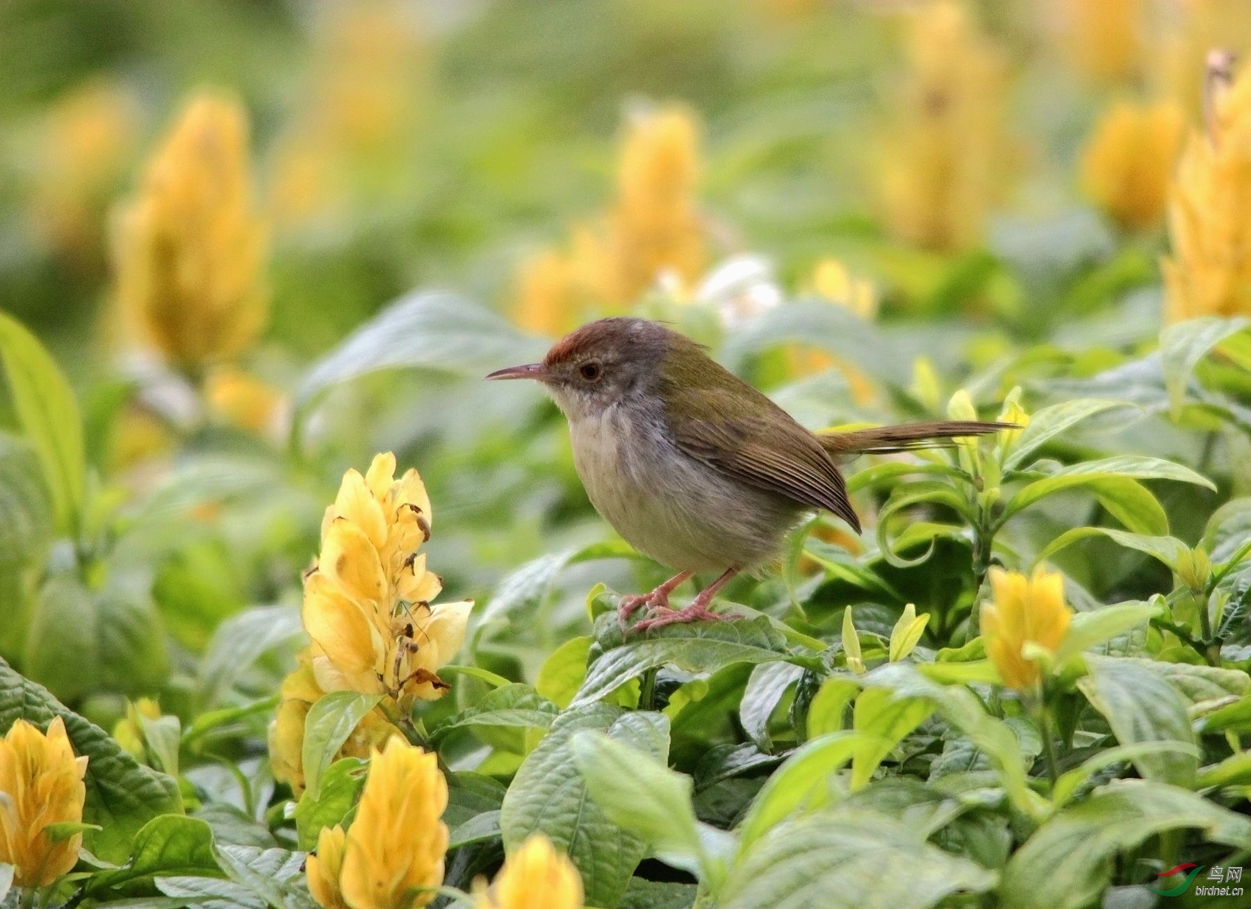 翘尾巴的缝叶莺