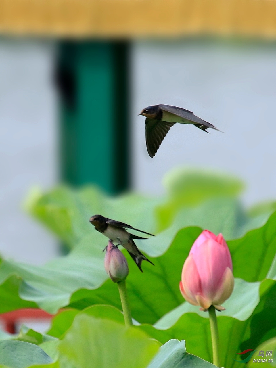 樱桃红荷花燕子小学图片