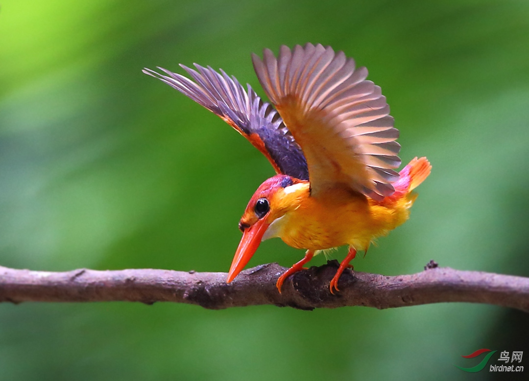 三趾翠鸟新周快乐卖萌的三趾翠恭贺荣获首页精华