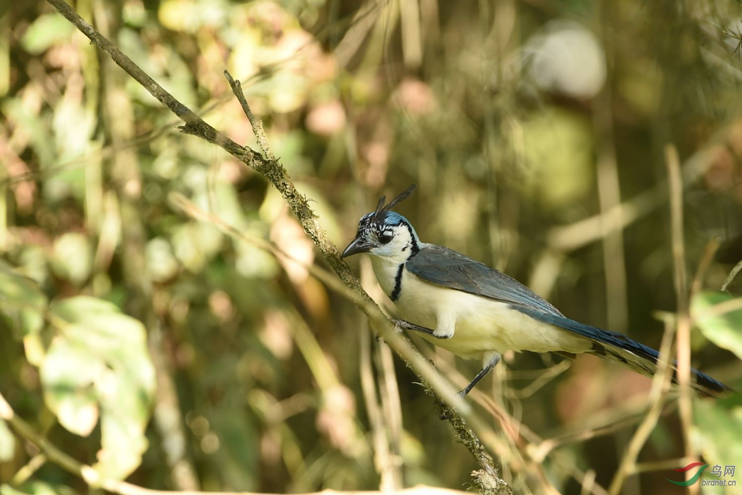 哥斯达黎加的鸟,请指教.