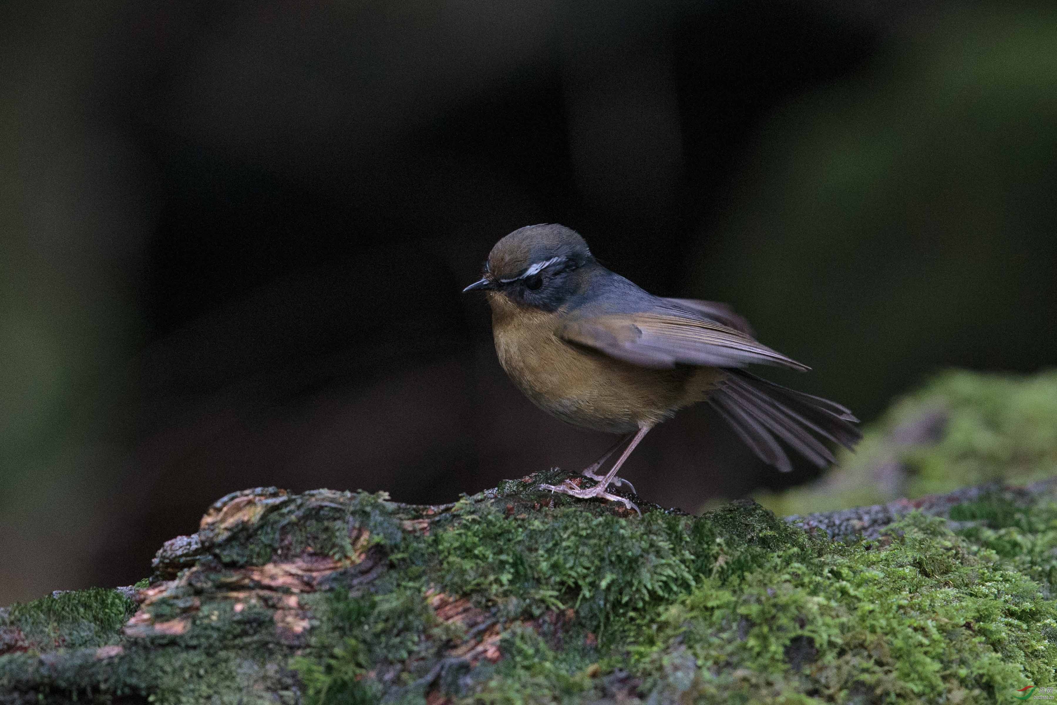 白眉林鴝white Browed Bush Robin