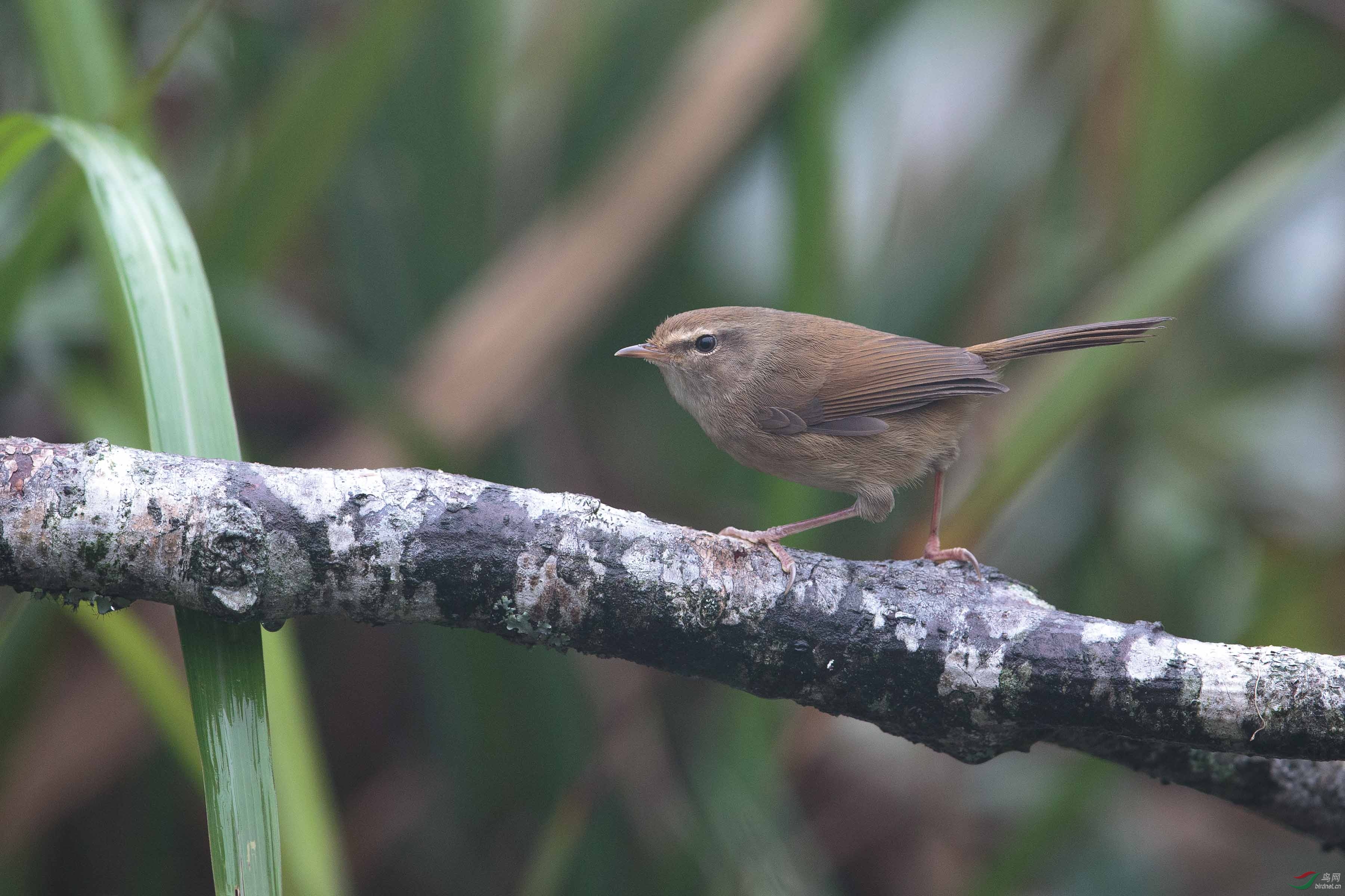 强脚树莺 brownish-flanked bush warbler