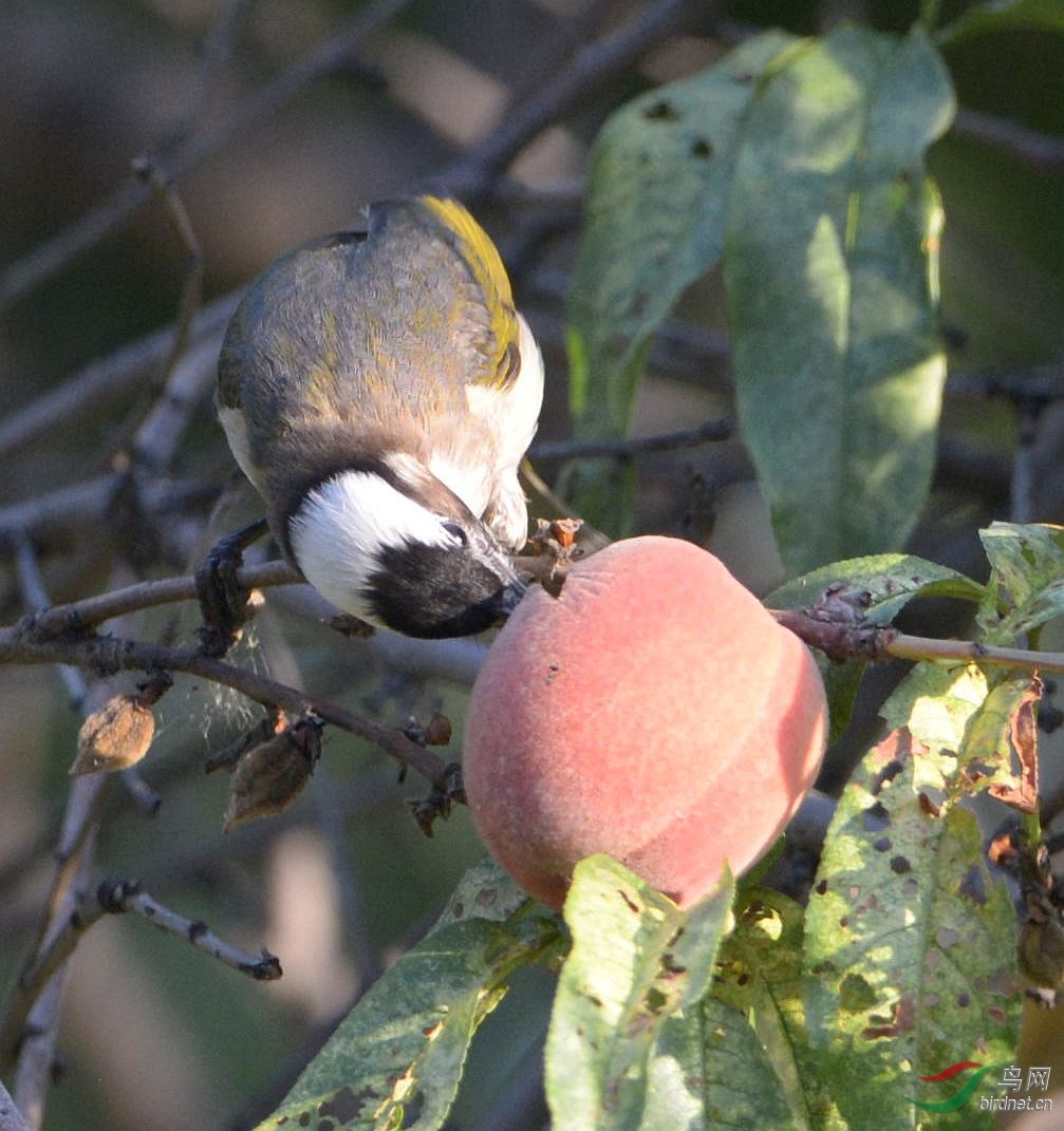 白头鹎也吃水果