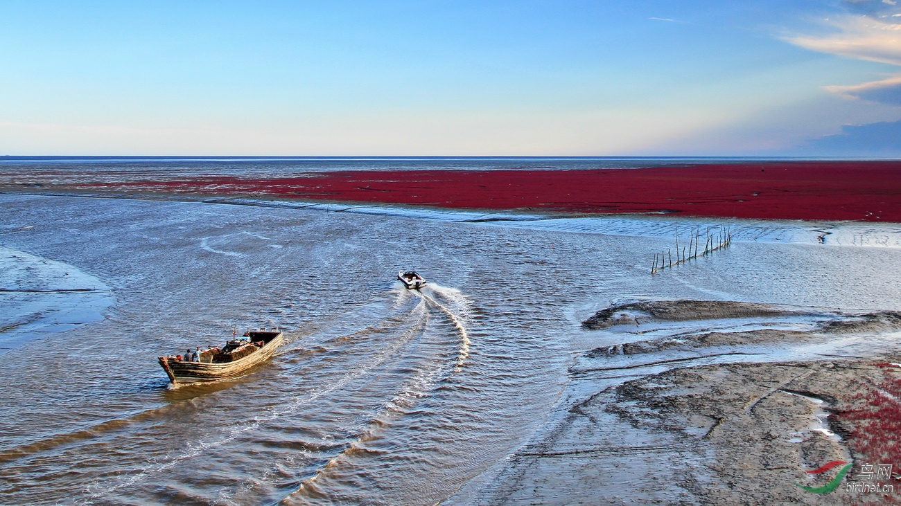 盘锦湿地红海滩