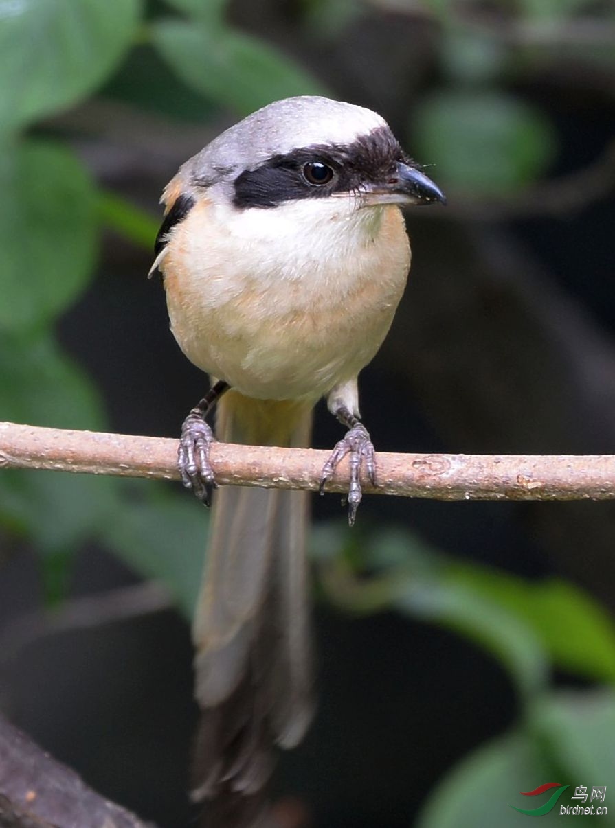 林鸟伯劳明亮的大眼睛