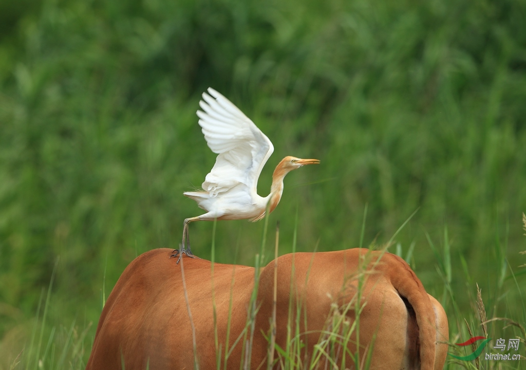 牛背鹭起飞