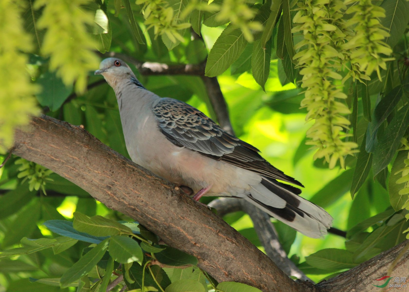 斑鳩