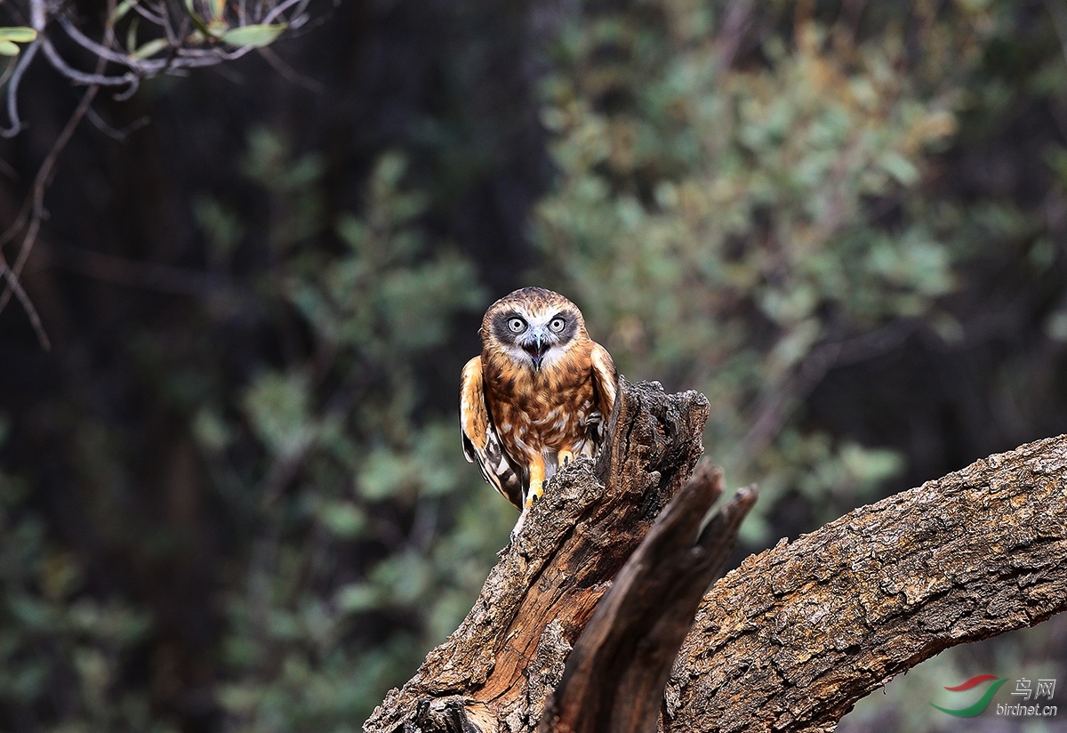 目光炯炯的布克鹰 