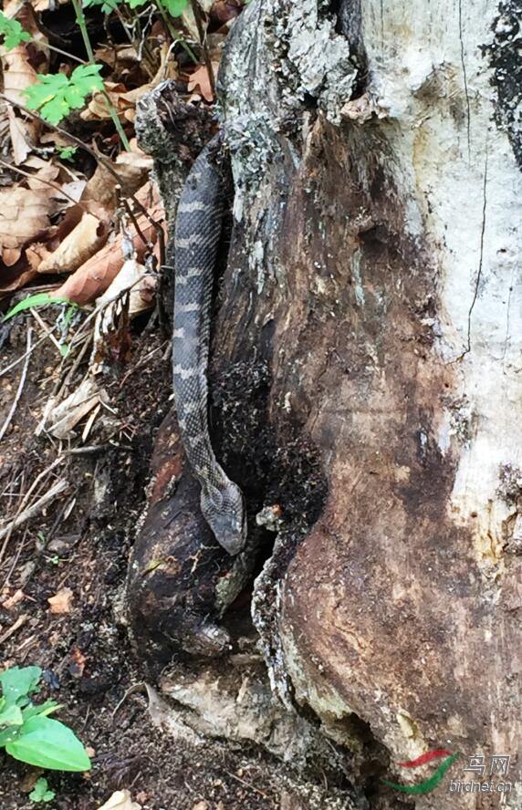 岩栖蝮(黑眉蝮蛇)——剧毒毒蛇于(本溪山区)