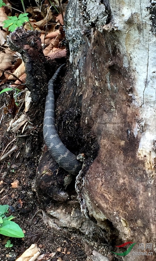 岩栖蝮(黑眉蝮蛇)——剧毒毒蛇于(本溪山区)