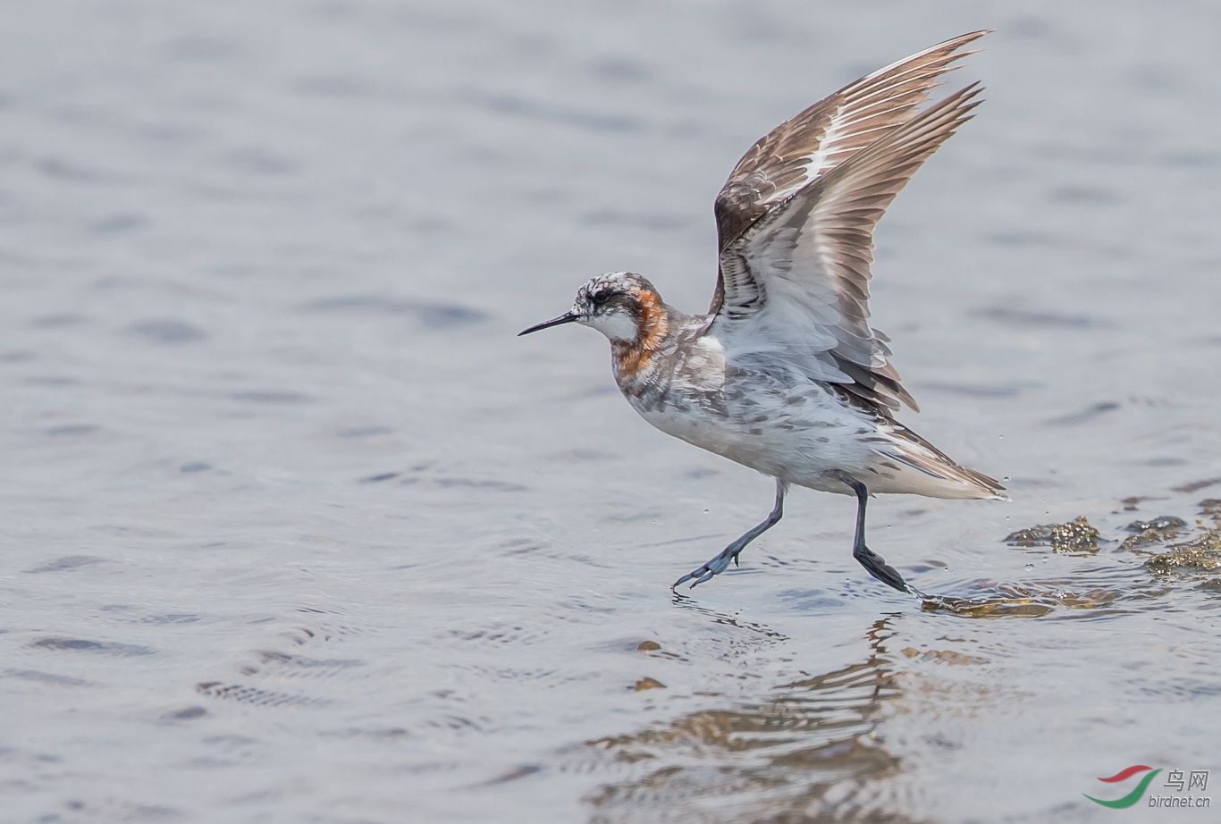红颈瓣蹼鹬 - 广东版 guangdong 鸟网