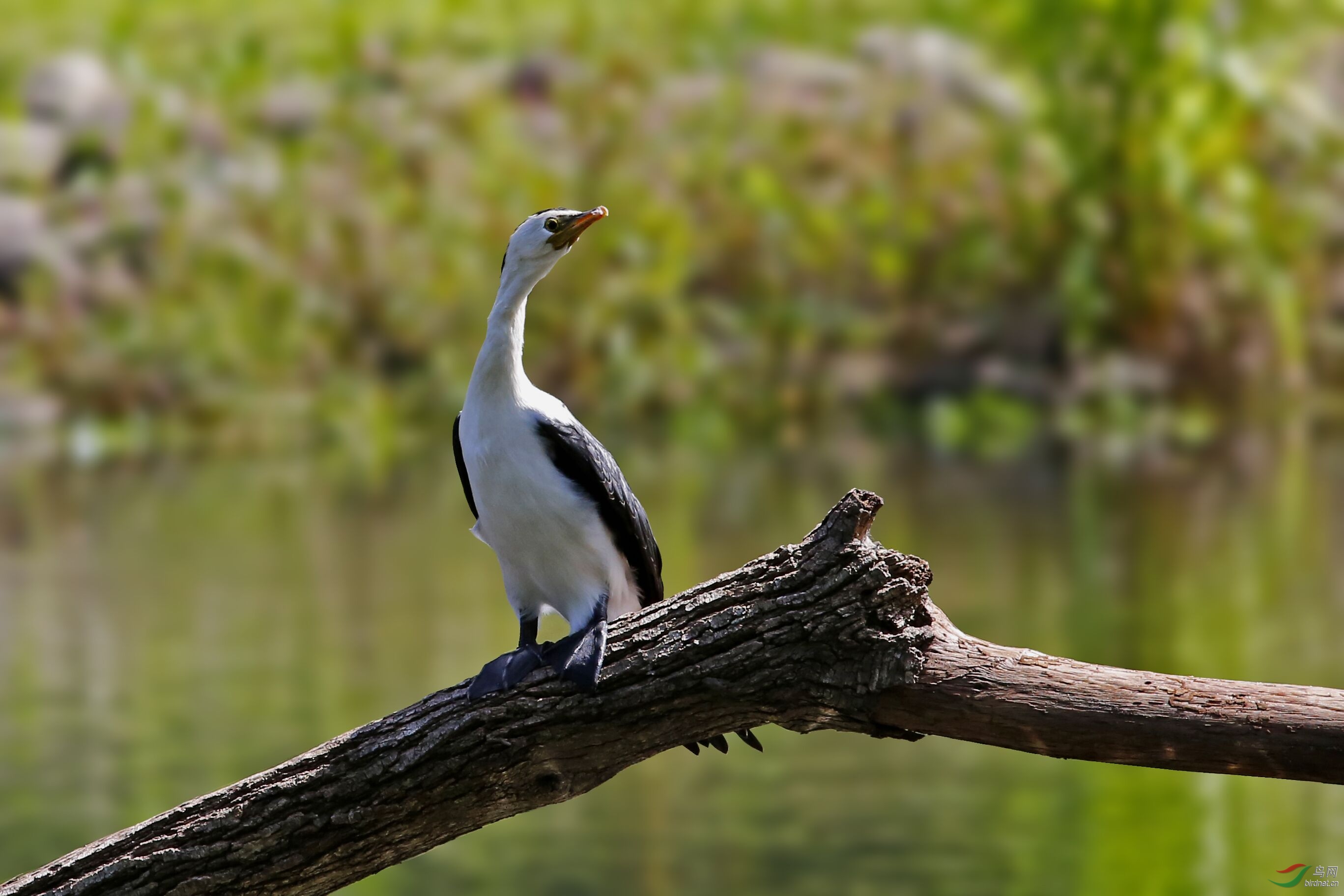 澳大利亚小斑鸬鹚