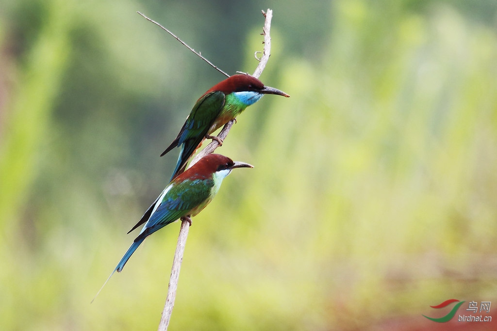 林鸟虎回头蓝喉蜂虎