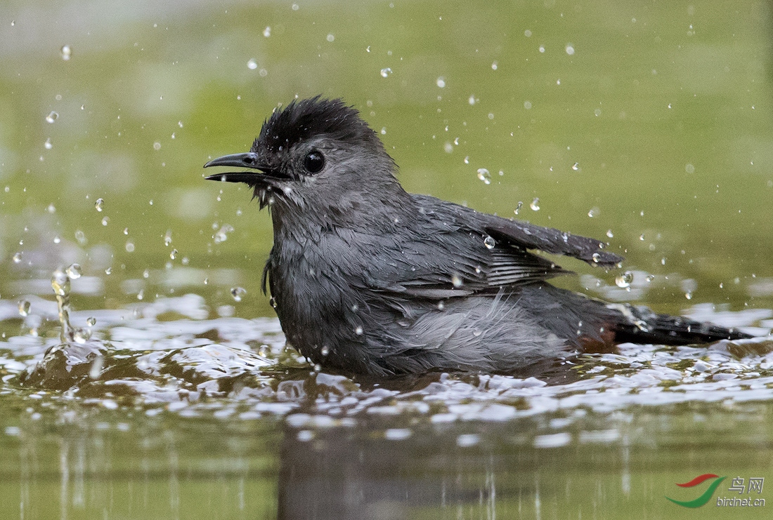 灰猫鸟(gray catbird)出浴记