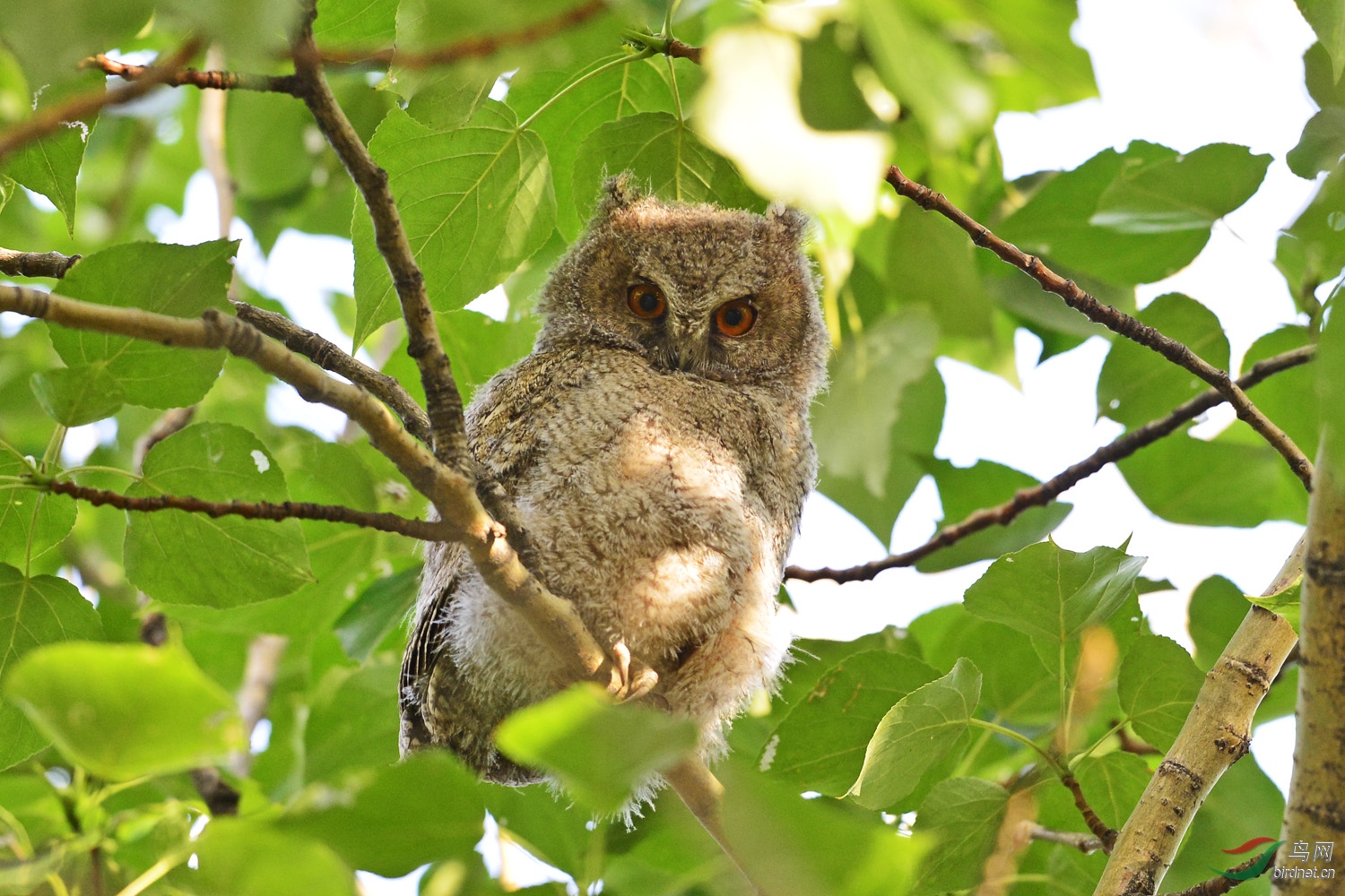 领角鸮幼鸟