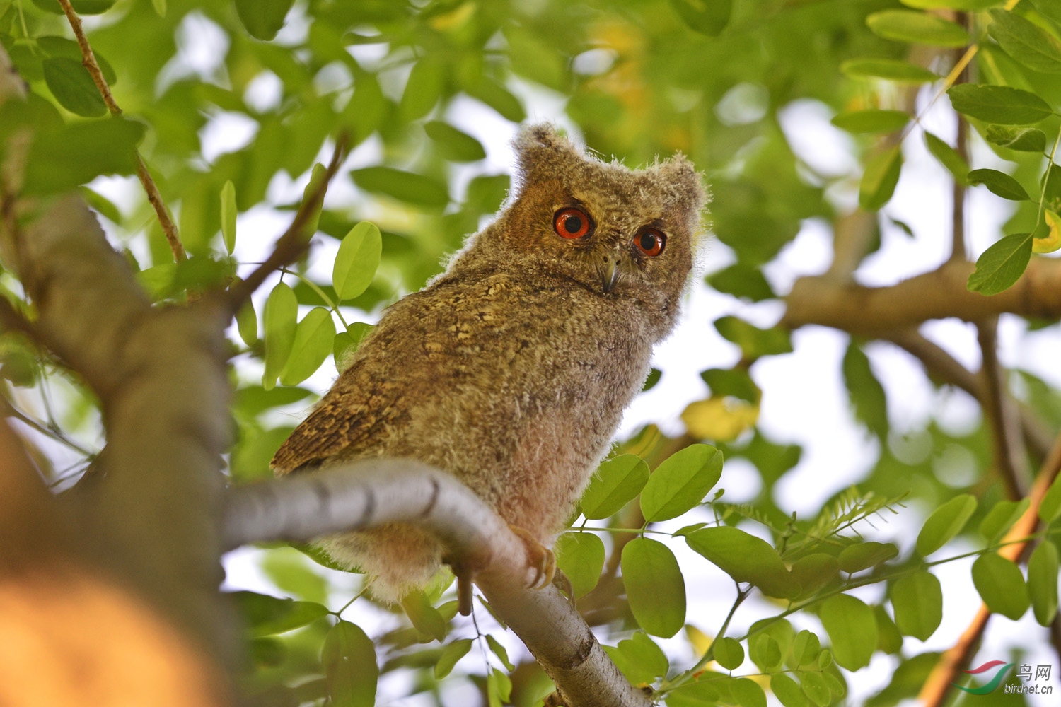 领角鸮幼鸟
