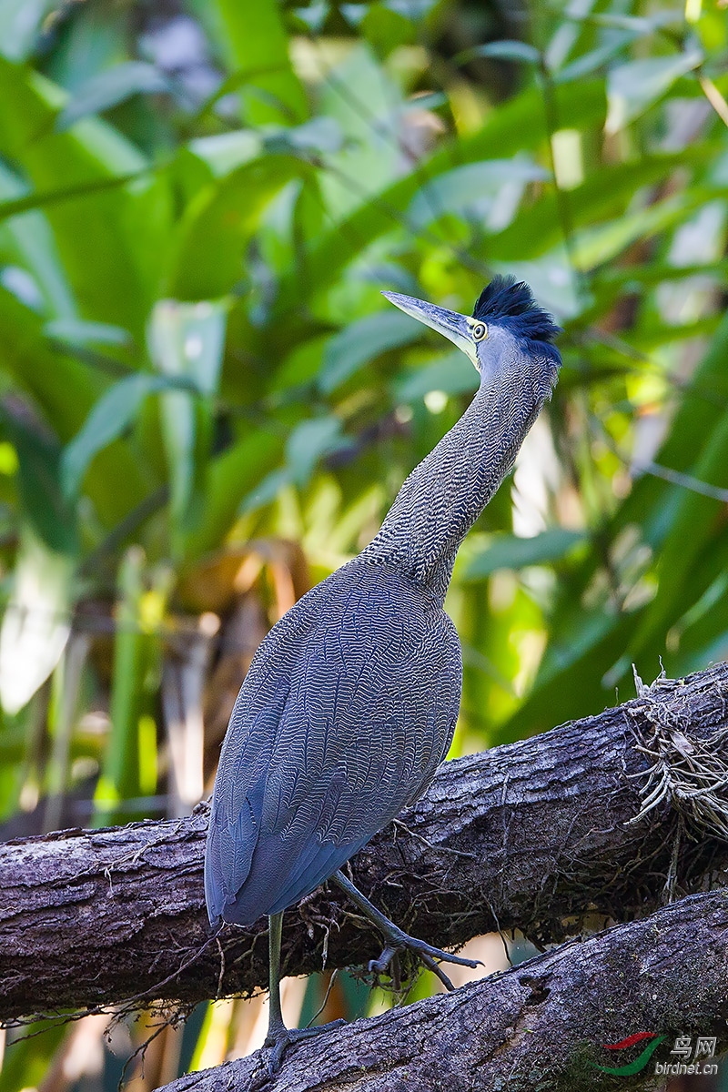 哥斯达黎加深度环游拍鸟之一百零五-裸喉虎鹭
