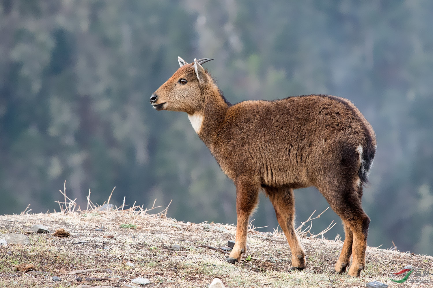 国一级保护动物-赤斑羚
