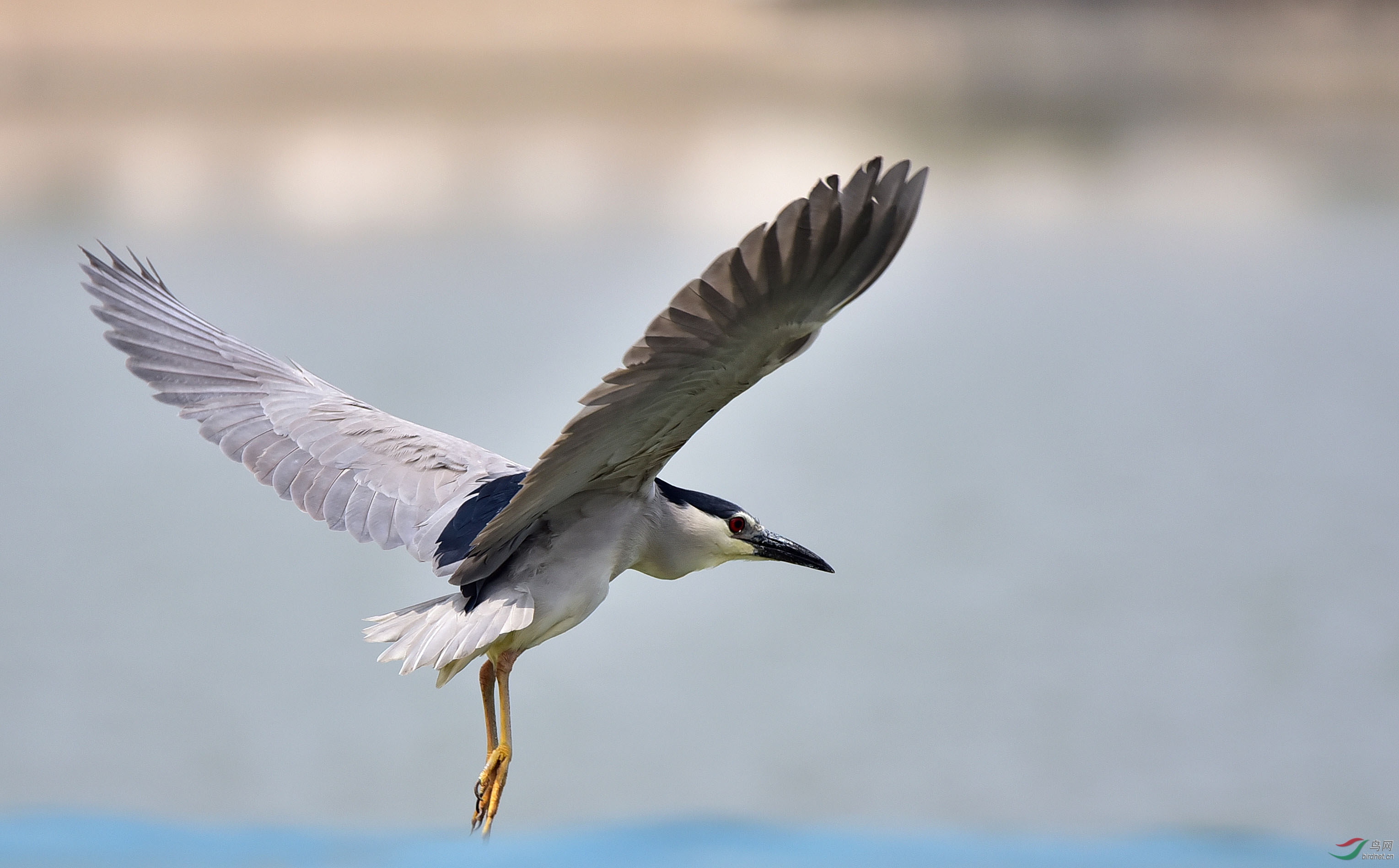 飞翔的夜鹭