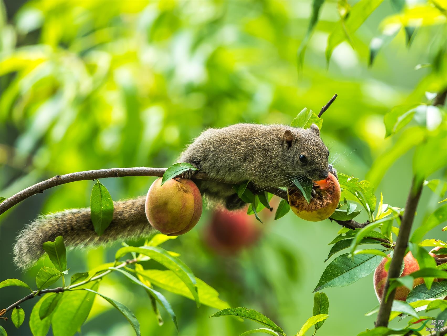 吃桃子的松鼠