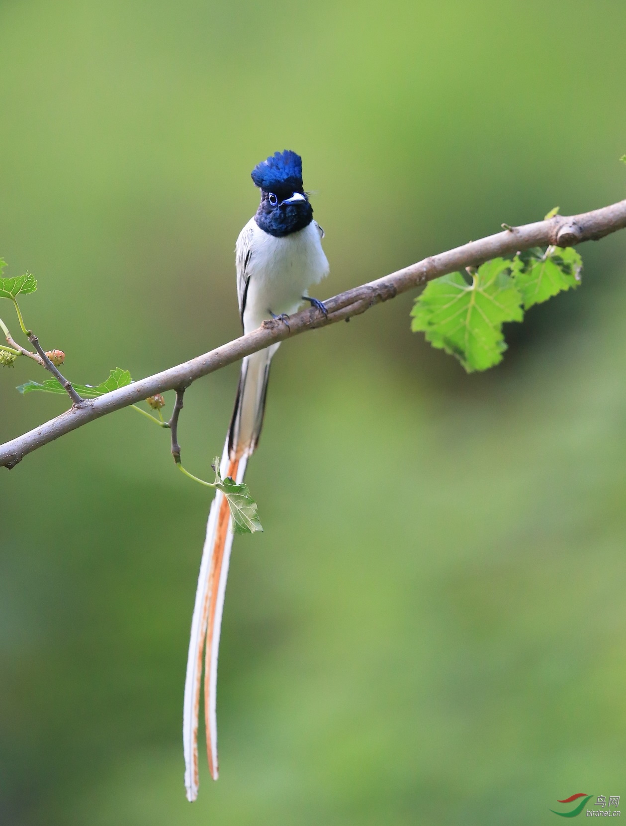 双尾,单尾,无尾