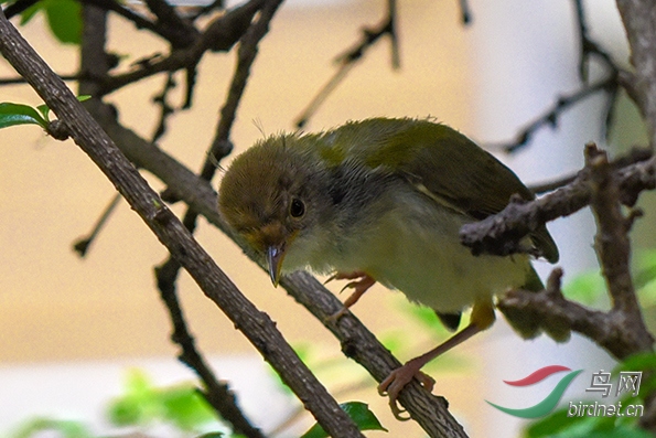 憨憨的缝叶莺幼鸟