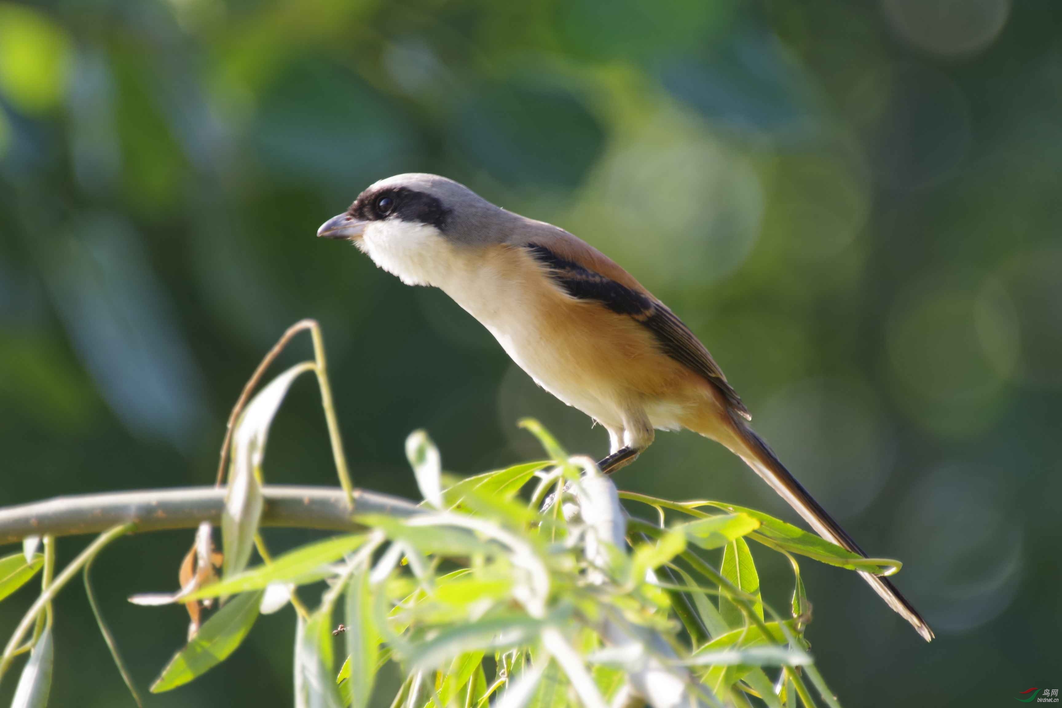 西安灞河湿地公园拍鸟